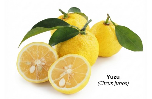 Yuzu citrus junos